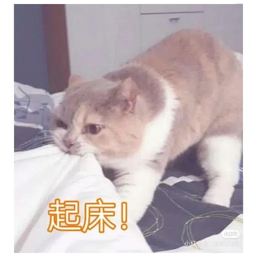 猫猫表情包 - Sticker 18