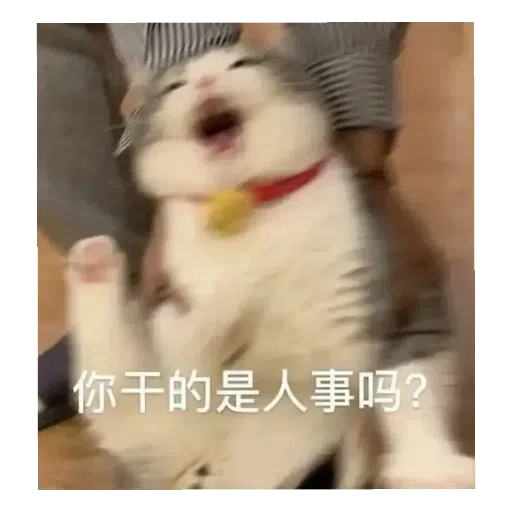 猫猫表情包 - Sticker 29