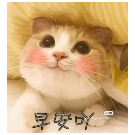 猫猫表情包 - Sticker 14