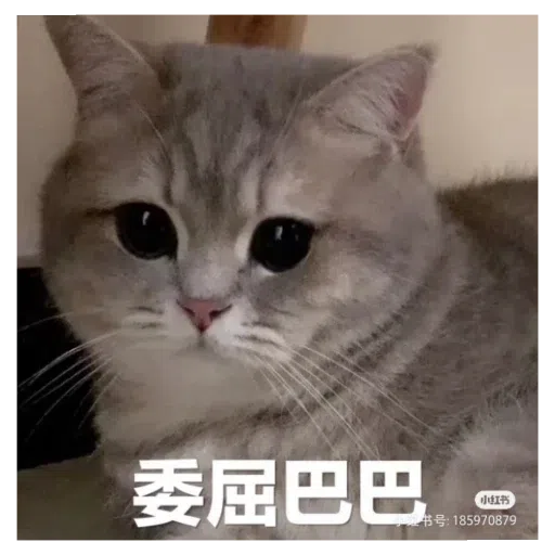 猫猫表情包 - Sticker 19