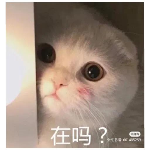 猫猫表情包 - Sticker 24