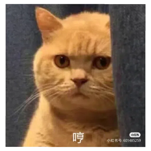 猫猫表情包 - Sticker 22