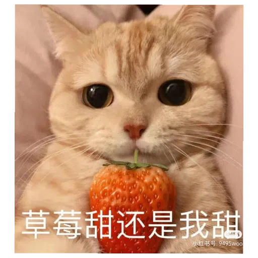 猫猫表情包 - Sticker 9