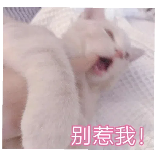 猫猫表情包 - Sticker 17