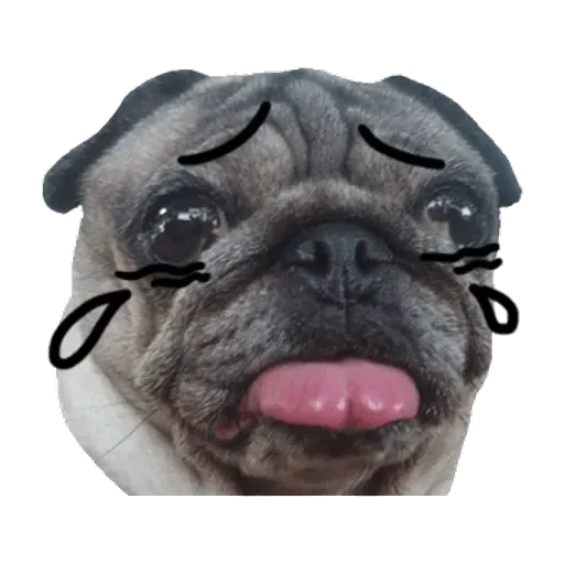 Pug - Sticker 9