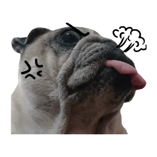 Pug - Sticker 10
