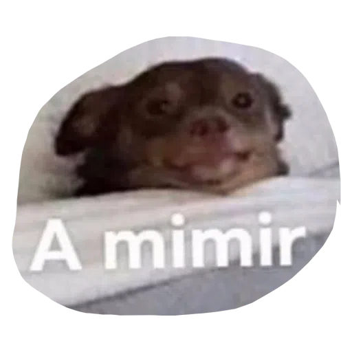 memes - Sticker 13