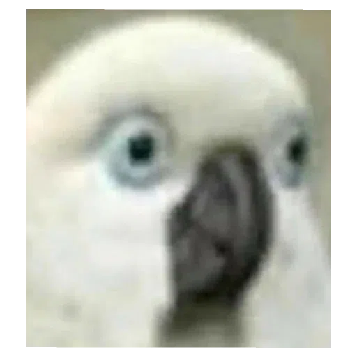 memes - Sticker 19