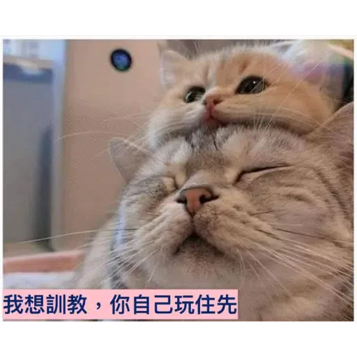 貓1 - Sticker 9