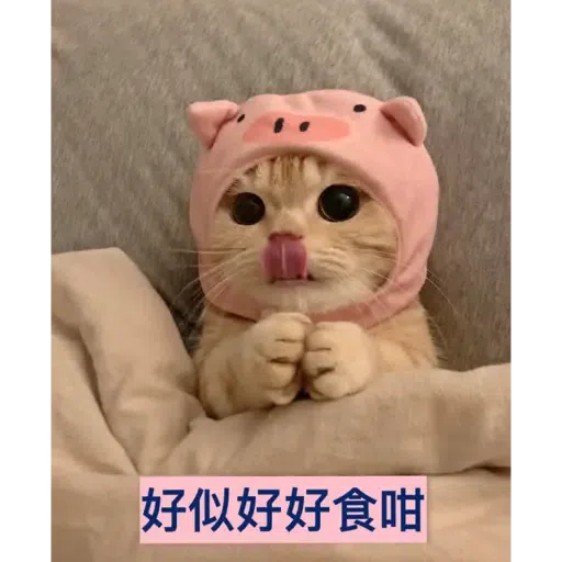 貓1 - Sticker 13