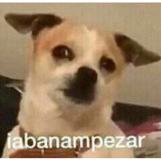 Memes - Sticker 17
