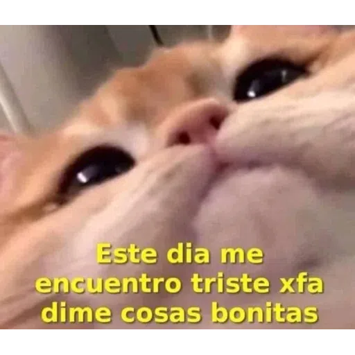 Memes - Sticker 11
