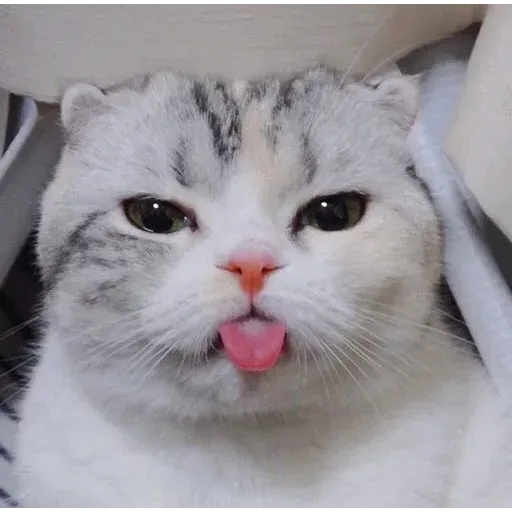 Real Cat meme 1 - Sticker 23