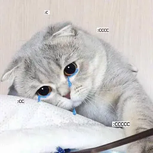 Real Cat meme 1 - Sticker 30