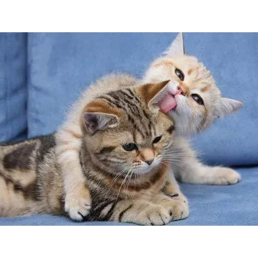 Real Cat meme 1 - Sticker 21