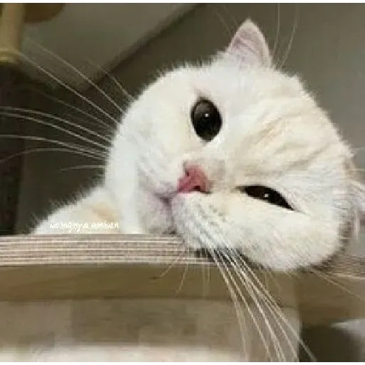 Real Cat meme 1 - Sticker 28