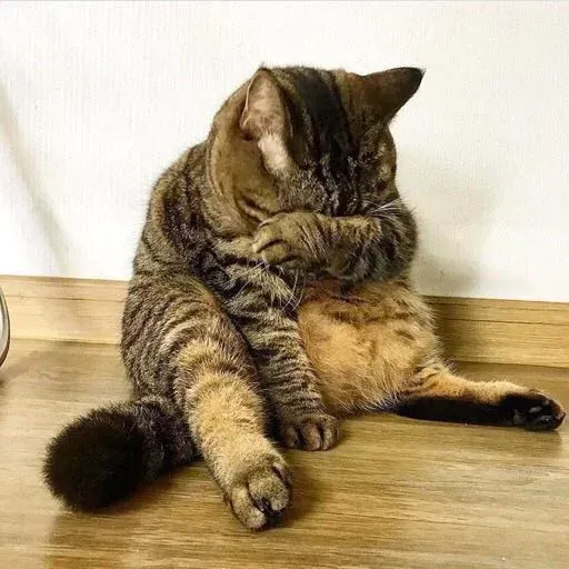 Real Cat meme 1 - Sticker 29