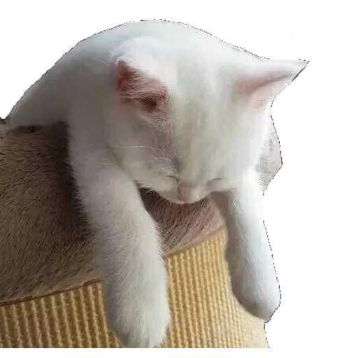 Real Cat meme 1 - Sticker 27