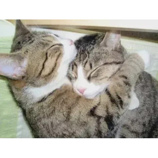 Real Cat meme 1 - Sticker 15