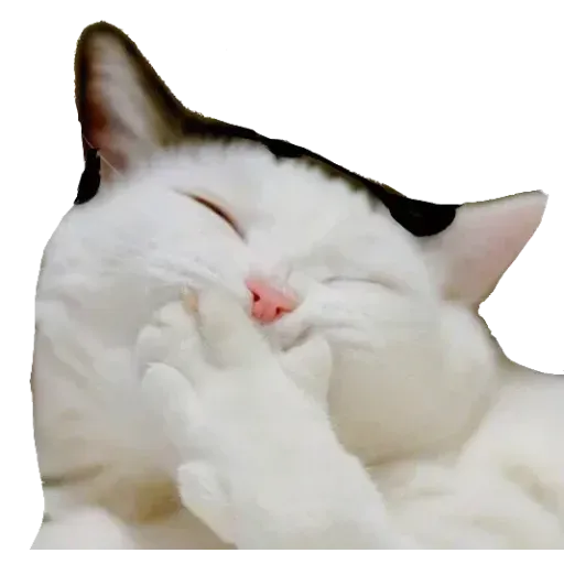 Real Cat meme 1 - Sticker 25
