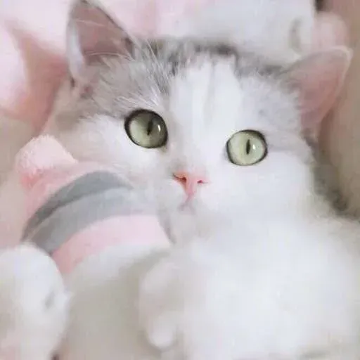 Real Cat meme 1 - Sticker 10